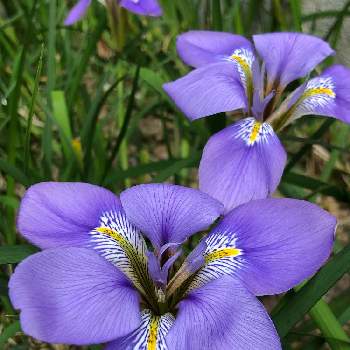 ウインターアイリスの投稿画像一覧 Greensnap グリーンスナップ