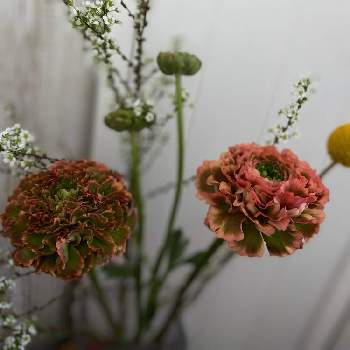 ラナンキュラス ポンポンミネルバの投稿画像一覧 Greensnap グリーンスナップ