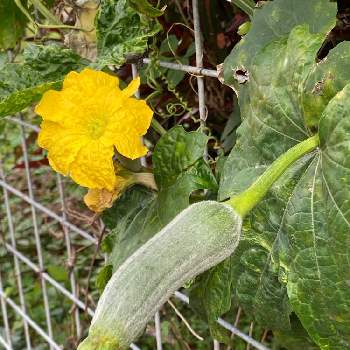 ヘチマの花の投稿画像一覧 Greensnap グリーンスナップ