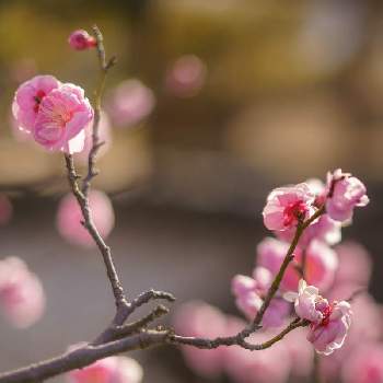 梅の花　ピンクの画像 by ひなはなmamaさん | お出かけ先と梅の花　ピンクとピンクのお花と 梅の花と#梅