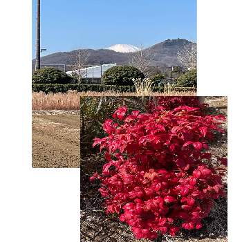 オタフクナンテン の投稿画像一覧 Greensnap グリーンスナップ