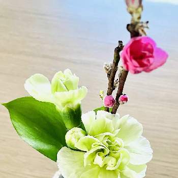 魔法の花瓶の投稿画像一覧 Greensnap グリーンスナップ