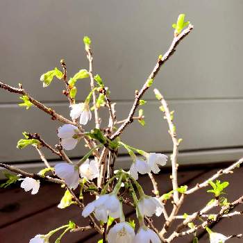 『富士桜』の画像 by ayaKさん | ほっこりと『富士桜』とお家桜