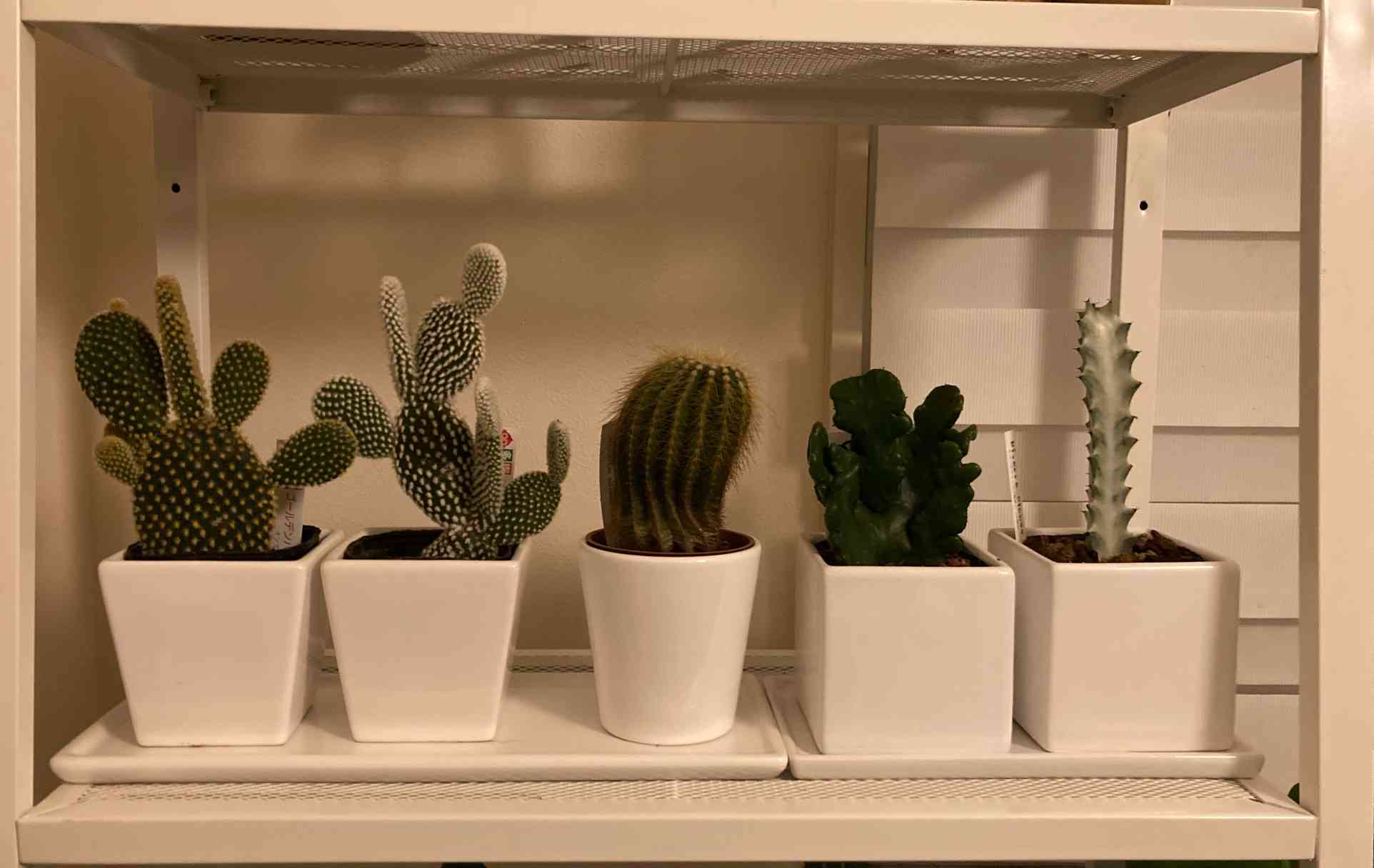 ユーフォルビア・ホワイトゴースト成長日記｜🍀GreenSnap（グリーン