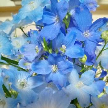 花に託しての画像 by ユキさん | 寝室とデルフィニウムと花に支えられてと愛をあなたに。。。と変わらぬ愛と花に託してと大切な花友さんへと花のある暮らしと青い花マニア