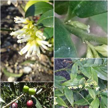 苔(コケ),観察,ビギナー,苔の森,ゆるっと苔愛好会の画像