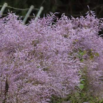 メイフラワー 吹雪花 の投稿画像一覧 Greensnap グリーンスナップ