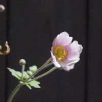 シュウメイギク 秋明菊 の育て方 植え付け時期や栽培適所は Greensnap グリーンスナップ