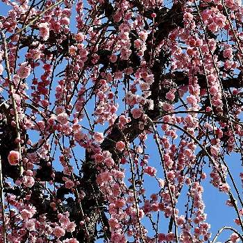 枝垂れ梅 紅梅の画像 by ナナちゃんさん | お出かけ先と枝垂れ梅 紅梅と多様性を愛する会