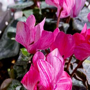 ガーデンシクラメン クレヨンの画像 by カズさん | シクラメンとガーデンシクラメン クレヨンとおうち時間と癒しと綺麗と鮮やか とピンク色の花と心が和みます。と可愛いとガーデニングと花のある暮らしと花が好き