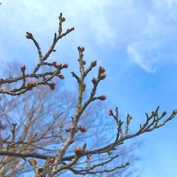 梅のつぼみの画像 by miyuさん | お出かけ先と梅のつぼみとお空で繋がってると春よこ➰い早くこい