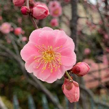 ピンクの梅の花の投稿画像一覧 Greensnap グリーンスナップ