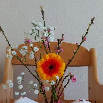 スマイル♡の画像 by 和の花♪さん | 和室と桃の花とガーベラとカスミソウとスマイル♡とお花屋さんで購入