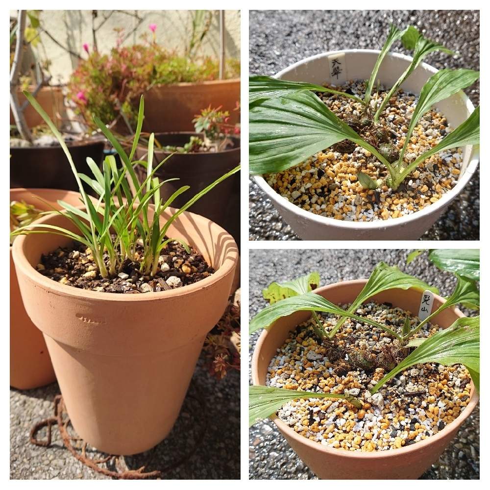 エビネ鉢栽培の投稿画像 By Raizouさん 山野草ｙとエビネとアガパンサスとアガパンサス シルバーベイビーと雷蔵君ちのエビネと雷蔵君ちのアガパンサス とエビネ鉢栽培と山野草ｙと雷蔵君ちのエビネと雷蔵君ちのアガパンサス 22月3月1日 Greensnap グリーン