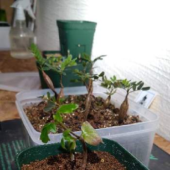 A S様専用 センナ メリディオナリス 現地株 挿し木 おまとめ 植物 観葉植物 Gruposignus Com Br