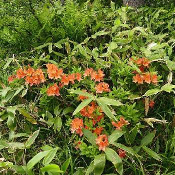 レンゲツツジの花の投稿画像一覧 Greensnap グリーンスナップ