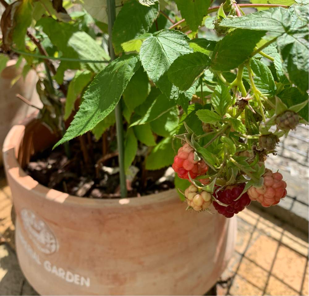 ラズベリーの投稿画像 By Matchaさん ラズベリー インディアンサマーと家庭菜園と果樹と小さな庭と家庭菜園と果樹 22月3月1日 Greensnap グリーンスナップ Greensnap グリーンスナップ