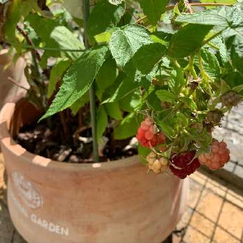 ラズベリー インディアンサマーの投稿画像一覧 Greensnap グリーンスナップ