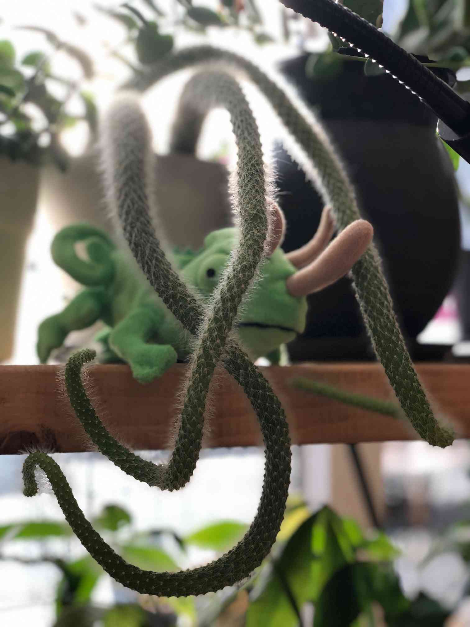 ヒルデウィンテラカラデモノニスの復活を願って！｜🍀GreenSnap