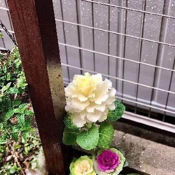 雨にも負けずの画像 by hinamama ♡さん | 小さな庭と♯葉牡丹と雨にも負けずと小庭とキラキラ✨