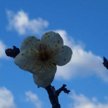 白梅。の画像 by ケニチさん | 梅の花と 梅の花と白梅♪と白梅。と榴岡天満宮と春を感じると青空の下