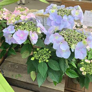 冬咲きアジサイの投稿画像一覧 Greensnap グリーンスナップ