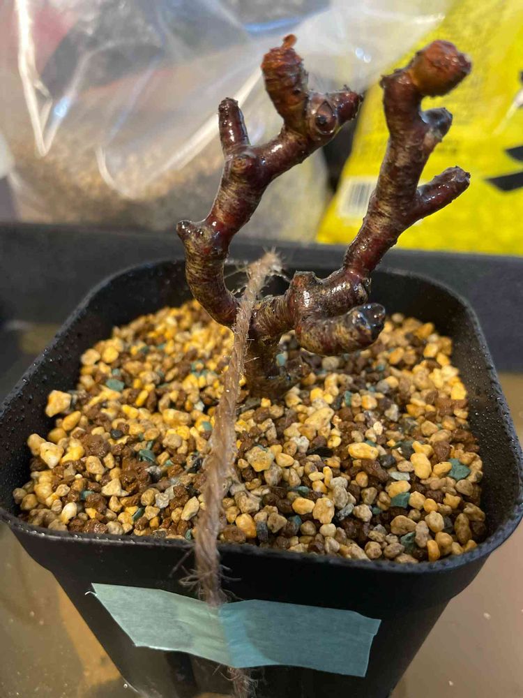 m14発根済み ペラルゴニウム ミラビレ 陥る 切り枝 剪定枝 挿し木 