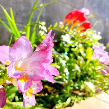 今日は晴れ☀︎*.｡の画像 by Senlenaさん | 小さな庭とフリージアと今日は晴れ☀︎*.｡とはるが来た！と南の島と穏やかな心と花のある暮らしと爽やかな風と青空と良い香りと清らかさ