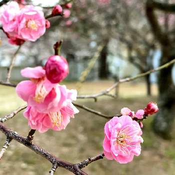 もう春ですね♪の画像 by いちごさん | お出かけ先と明日も良い日でありますようにと一日の終わりにと神社の境内とお疲れさまでしたともう春ですね♪