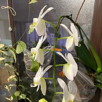たくましいの画像 by ピーチさん | 窓辺と胡蝶蘭とたくましいと高貴と復活とボロボロと気高いと花のある暮らしとお花と白い花