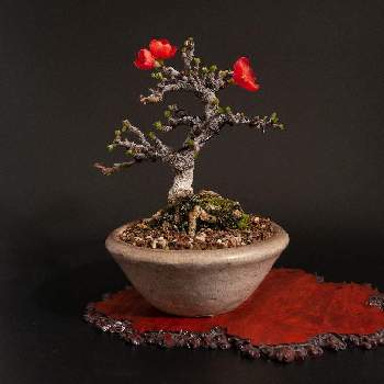 長寿梅の画像 by Kさん | 部屋と長寿梅と盆栽