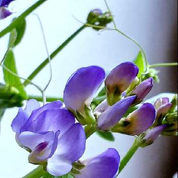 ヒロハノレンリソウの画像 by みどりのみどりさん | 玄関とヒロハノレンリソウと宿根スイートピーと春のお花とマメ科と春よ来い、早く来いと青い花とスイートピー☆と宿根草♪