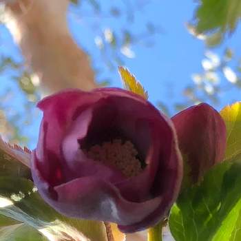 下を向いて咲く花の投稿画像一覧 Greensnap グリーンスナップ 下を向いて咲く花の投稿画像一覧 Greensnap グリーンスナップ