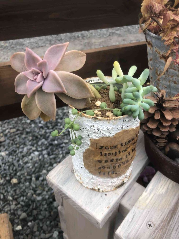 リメ缶に多肉植物を寄せ植え｜?GreenSnap（グリーンスナップ）