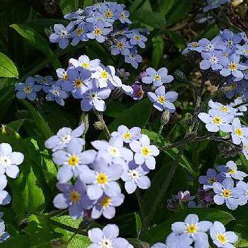 ワスレナグサ♡の画像 by Rabbit20さん | お出かけ先と青い花と今日のお花とワスレナグサ♡と電停横の花壇