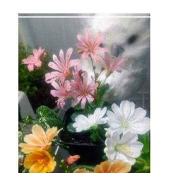 スベリヒユ科の画像 by 慶子さん | 部屋とスベリヒユ科とオレンジ色の花とピンクの花とおうち園芸と レウィシアと今日のお花と温室と常緑多年草と花のある暮らしと白い花と花が好き