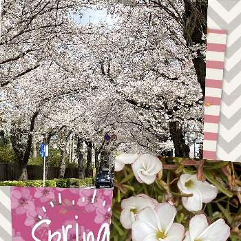 オキザリス・バーシカラーの画像 by berryさん | 小さな庭とソメイヨシノとオキザリス・バーシカラーと元気いっぱいとキュンキュン乙女倶楽部と桜 ソメイヨシノと小さな幸せ♪とヒヤシンス鉢植とGSミニモニ。とピンクワールドへ ようこそと花のある暮らしとオキザリス バーシカラーとサクラサク