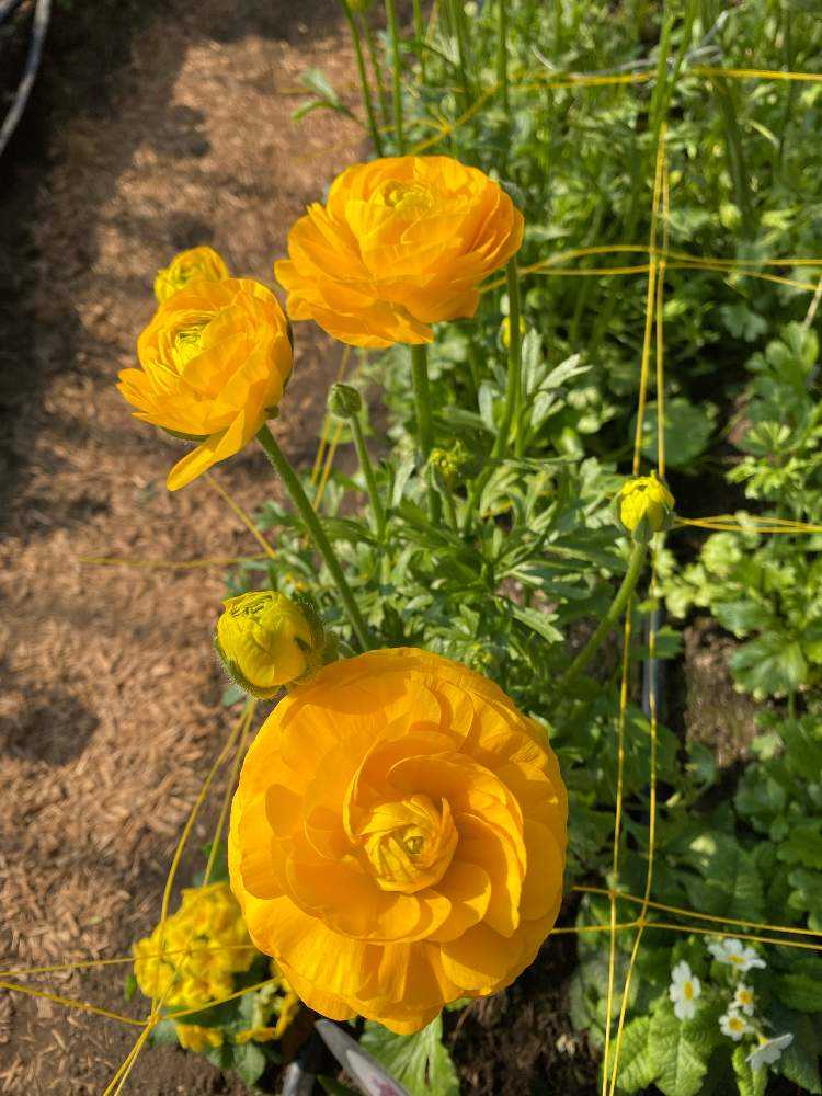 22 3月 ラナンキュラス ラックス Greensnap グリーンスナップ