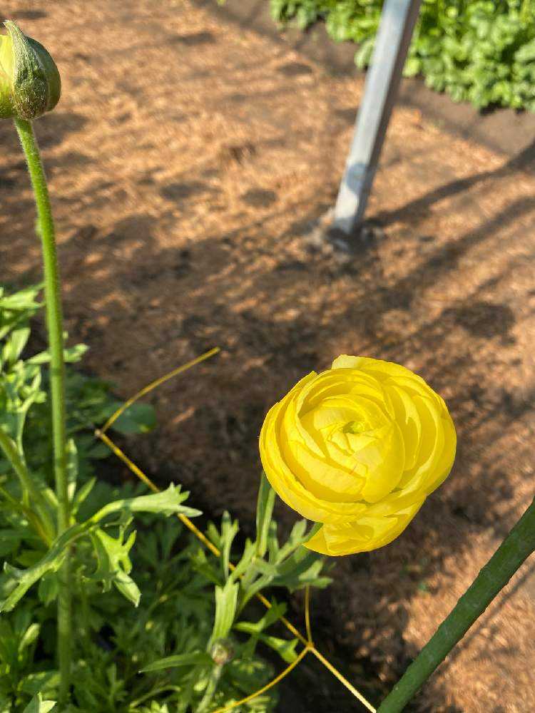 22 3月 ラナンキュラス ラックス Greensnap グリーンスナップ