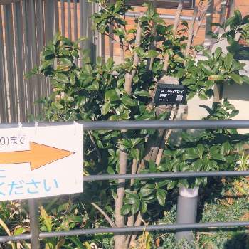 キンモクセイの大木の投稿画像一覧 Greensnap グリーンスナップ