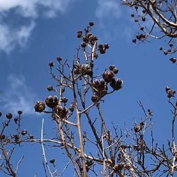 サルスベリの種の投稿画像一覧 Greensnap グリーンスナップ