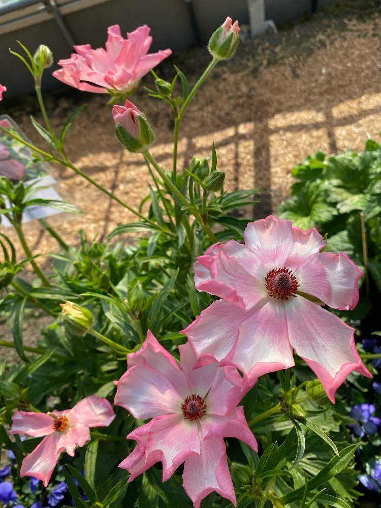 確認用。ラックス　メリッサ 確認用。ラックス メリッサ 【公式通販】