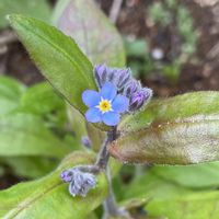 ワスレナグサ,花壇,ガーデニング,ムラサキ科,山野草の画像