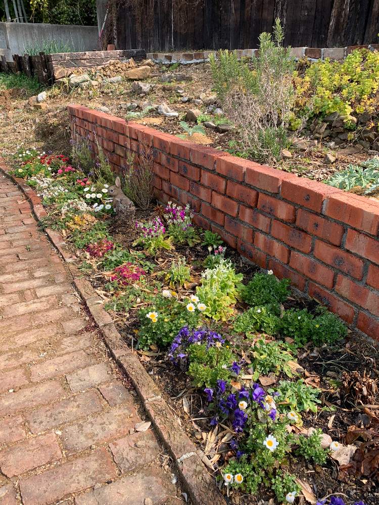 花壇の投稿画像 By Tomo19さん ガーデニングと手作りの庭と植物男子と花壇とガーデニングと手作りの庭と植物男子 22月3月2日 Greensnap グリーンスナップ Greensnap グリーンスナップ