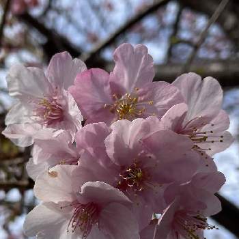 いつまでも初心者の画像 by nakkyさん | お出かけ先と河津桜とさくら サクラ 桜と河津桜(カワヅザクラ)といつも、いいね!ありがとうございます(*´`)♡と植物のある暮らしといつまでも初心者とピンク❤︎ピンクと緑のある暮らしと❤️いいね、ありがとうとピンク色の花と花のある暮らしと加工なしとiPhone撮影