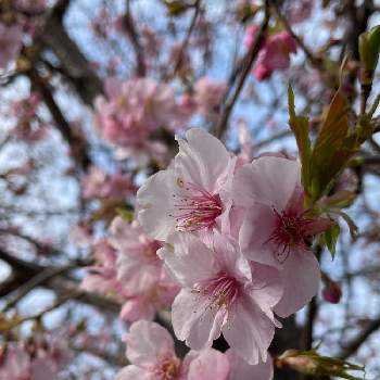 いつまでも初心者の画像 by nakkyさん | お出かけ先と河津桜とさくら サクラ 桜と河津桜(カワヅザクラ)といつも、いいね!ありがとうございます(*´`)♡と植物のある暮らしといつまでも初心者とピンク❤︎ピンクと緑のある暮らしと❤️いいね、ありがとうとピンク色の花と花のある暮らしと加工なしとiPhone撮影