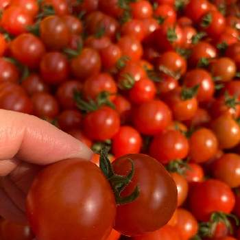 ミニトマト栽培の画像 by Pipiko✳︎さん | 畑と自家栽培の野菜達とミニトマト♥とGS初心者！とミニトマト栽培