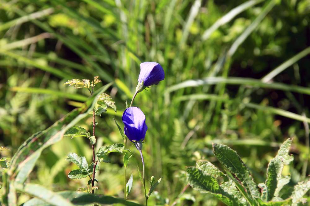 山野草の投稿画像 By Corotさん キキョウ と長野 御所平花畑と山野草とキキョウ と長野 御所平花畑 22月3月2日 Greensnap グリーンスナップ Greensnap グリーンスナップ