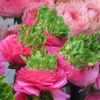 ラナンキュラス 珍しいの投稿画像一覧 Greensnap グリーンスナップ