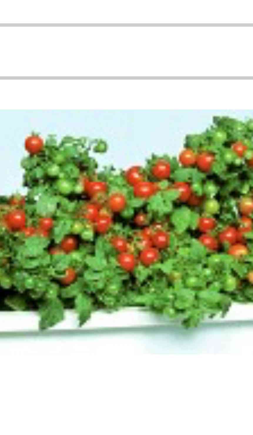 リクエスト　トマト姫 Amazon.co.jp: 【トマトグランプリ総合優勝】オスミックトマト